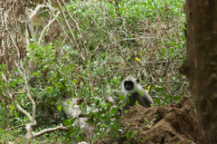 Semnopithecus priam thersites