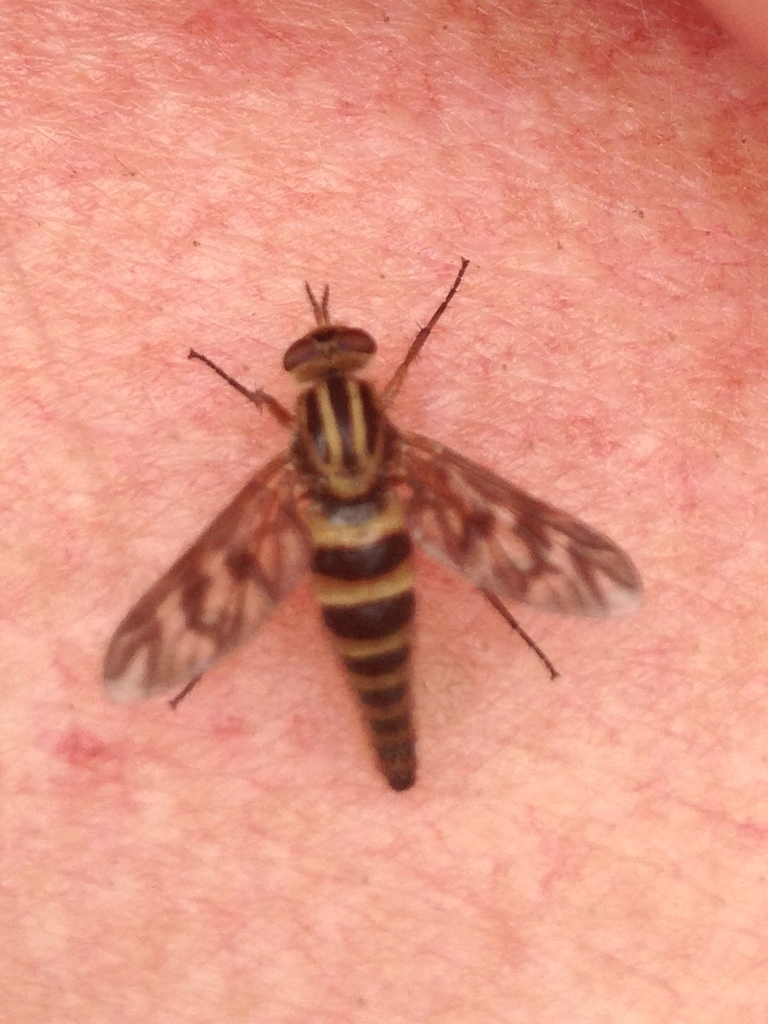 Thereva fucata