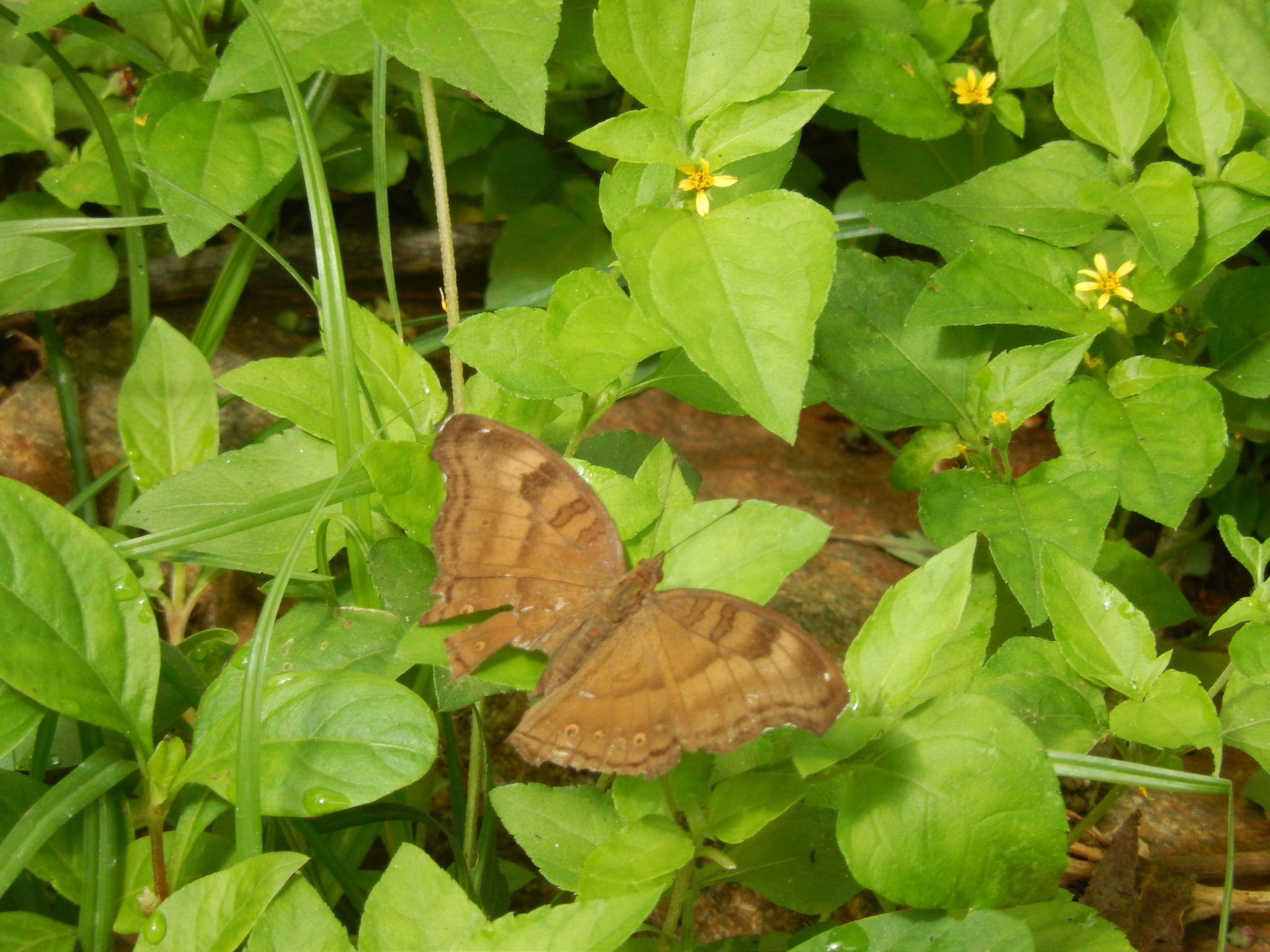 Chocolate Pansy