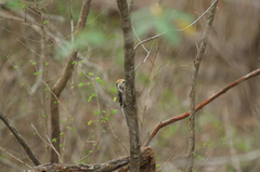 Leiopicus mahrattensis