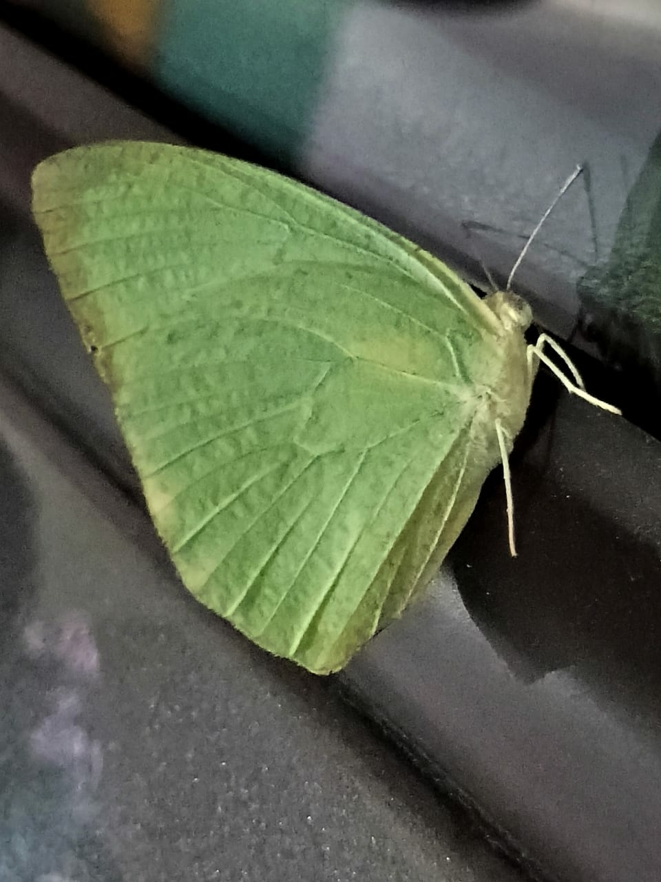 Mottled Emigrant