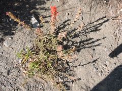 Castilleja applegatei