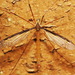 Tipula sayi - Photo (c) Paul Bedell, some rights reserved (CC BY-NC-SA)