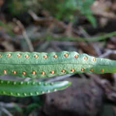 Microsorum pustulatum howense