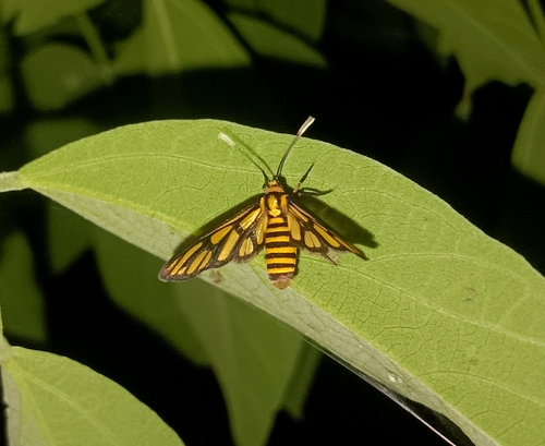 Amata deflocca