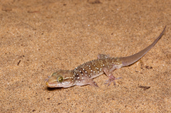Hemidactylus lankae