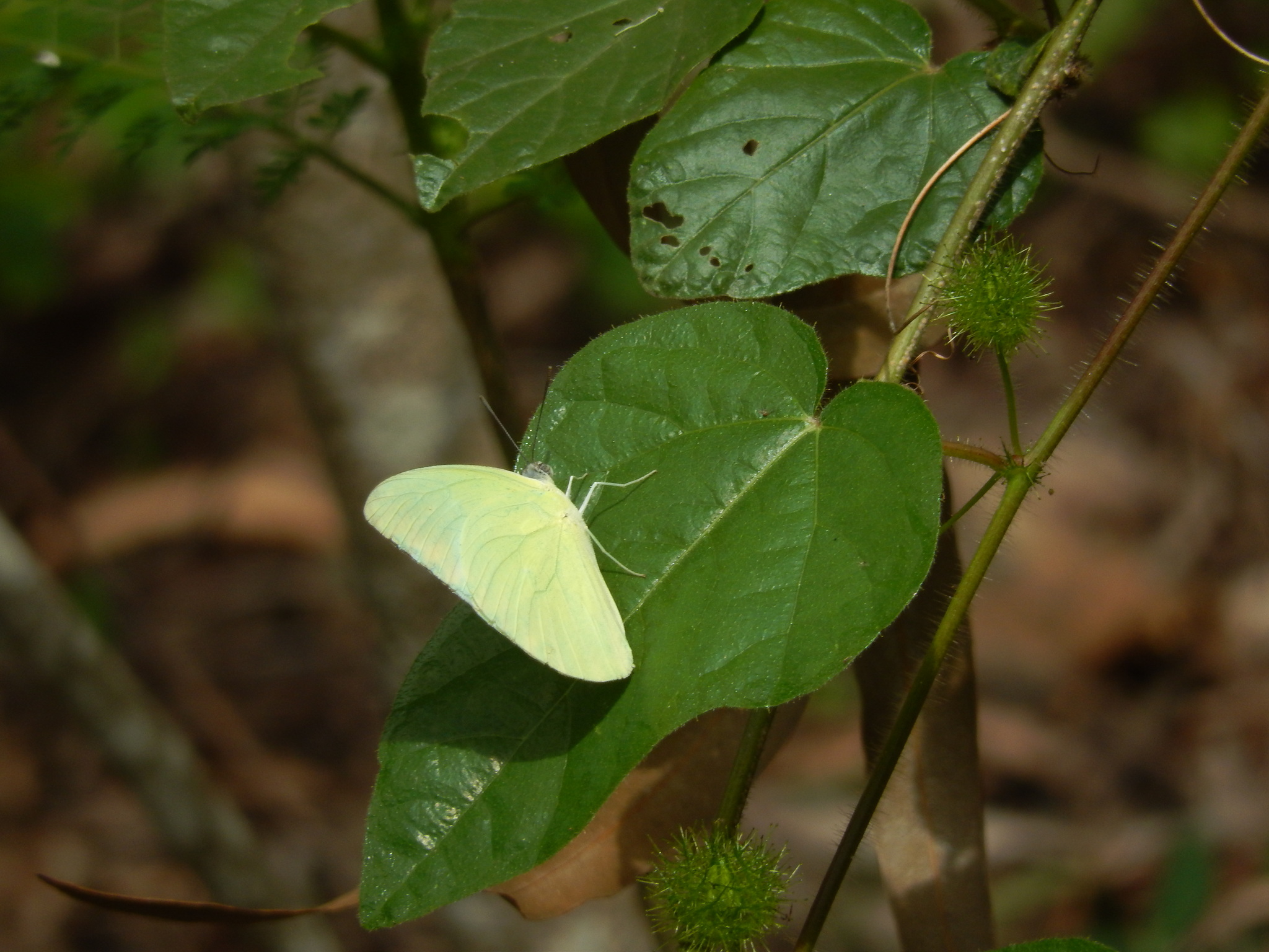 Lemon Emigrant