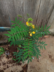 Senna