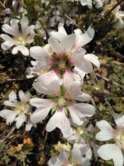 Anisodontea elegans