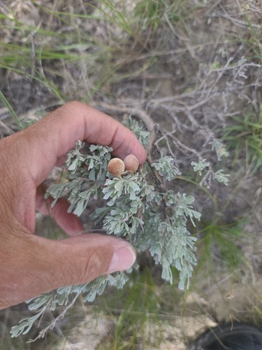 Unknown species found near Golden Valley County, MT, USA