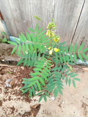 Senna