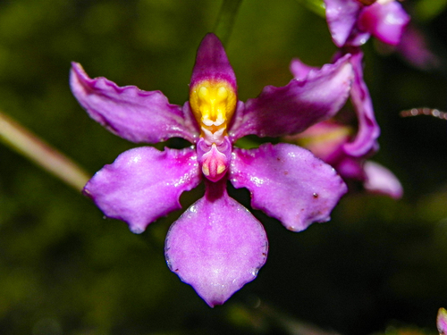Cyrtochilum edwardii, photograph 1
