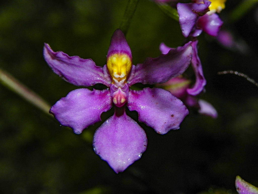 Cyrtochilum edwardii
