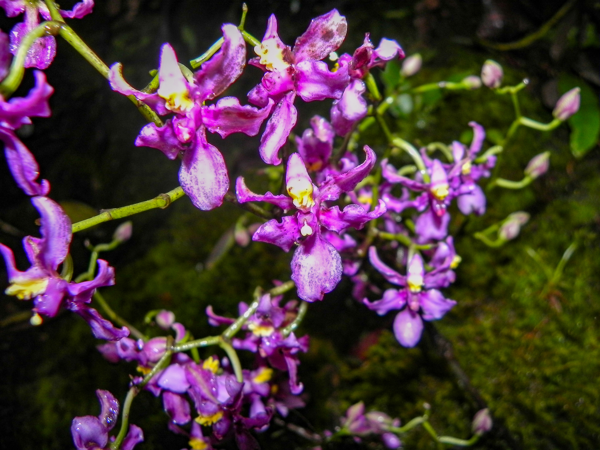 Cyrtochilum edwardii (Rchb.f.) Kraenzl. 2