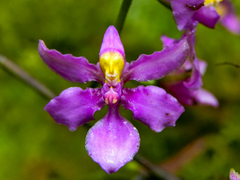Cyrtochilum edwardii, photograph (c) Francisco Sánchez Karste, some rights reserved (CC BY)