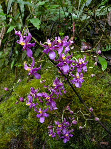 Cyrtochilum edwardii, photograph 5