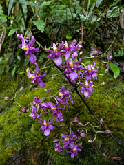 Cyrtochilum edwardii, photograph (c) Francisco Sánchez Karste, some rights reserved (CC BY)