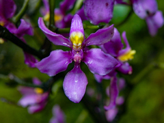 Cyrtochilum edwardii, photograph (c) Francisco Sánchez Karste, some rights reserved (CC BY)