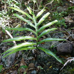 Microsorum pustulatum howense