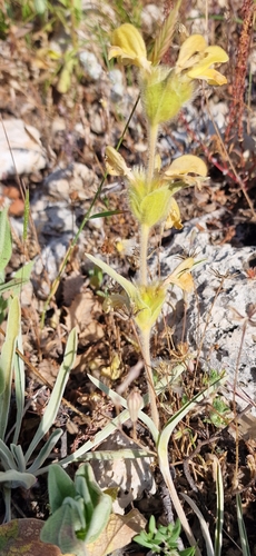Avistamiento Phlomis lychnitis