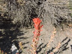Castilleja applegatei