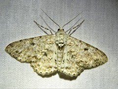 Ascotis reciprocaria
