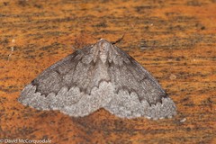 Nepytia pellucidaria