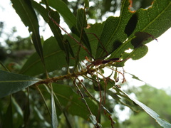Tetragnatha elongata