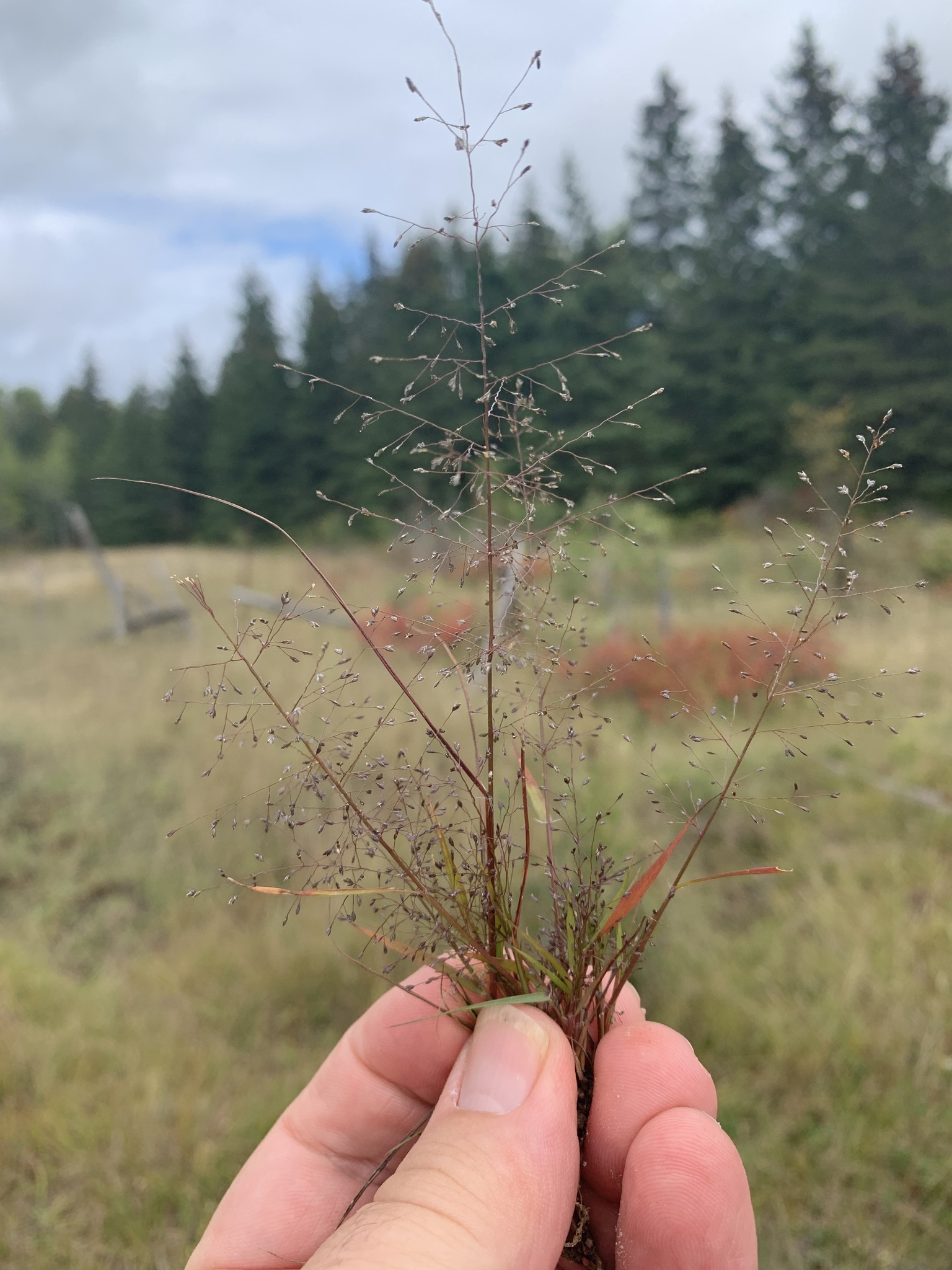 Eragrostis frankii