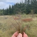 Eragrostis frankii - Photo (c) Don Sutherland, algunos derechos reservados (CC BY-NC), uploaded by Don Sutherland