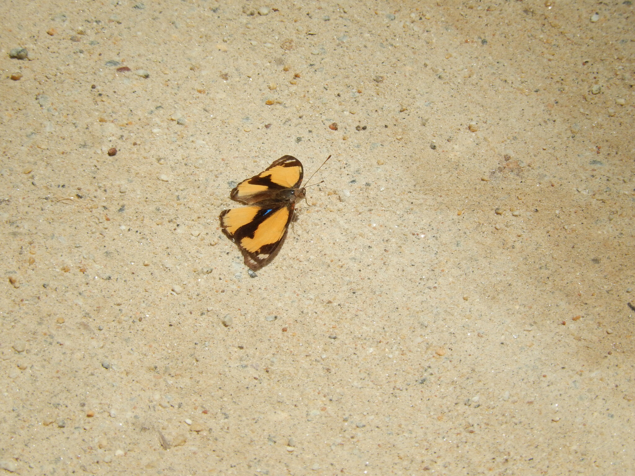 Yellow Pansy