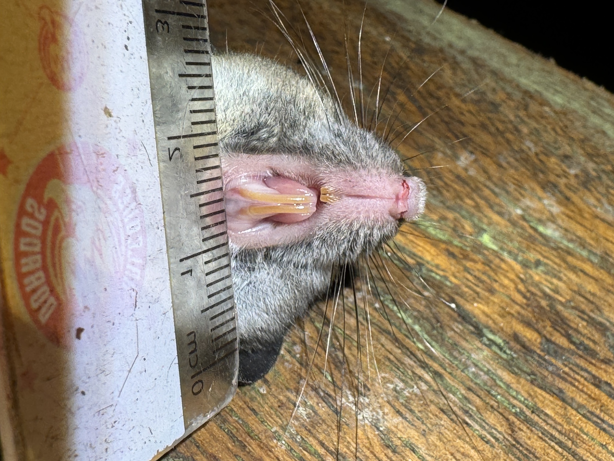 Amazonian Oryzomys photo 4