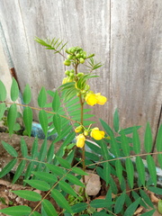 Senna