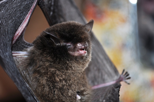Montane Myotis