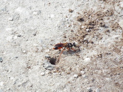 Sphex dorsalis