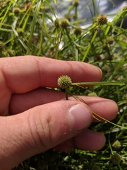 Cyperus brevifolioides