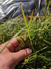 Cyperus brevifolioides
