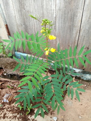 Senna