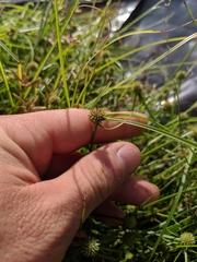 Cyperus brevifolioides