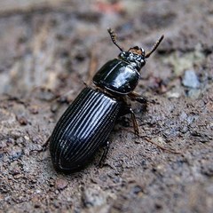 Odontotaenius