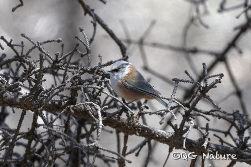 Crested Tit-warbler (Leptopoecile elegans), photo 7