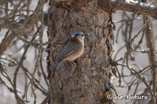 Crested Tit-warbler (Leptopoecile elegans), photo 2