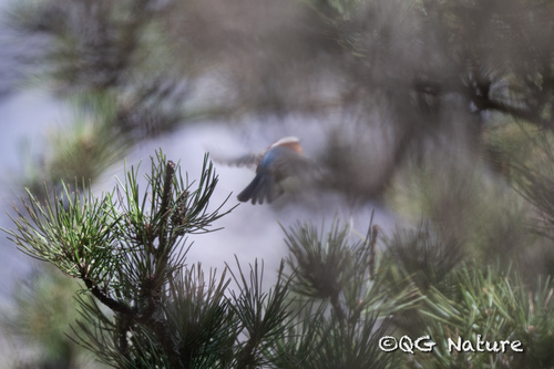 Crested Tit-warbler (Leptopoecile elegans), photo 5