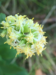 Solidago bicolor
