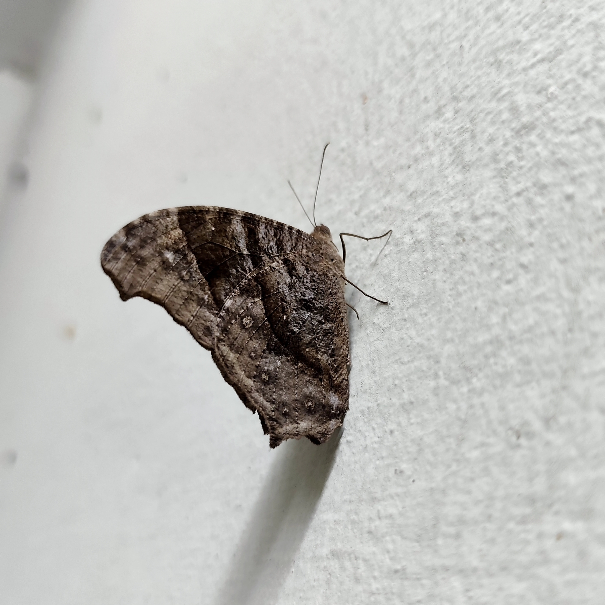 Common Evening Brown