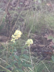 Solidago bicolor