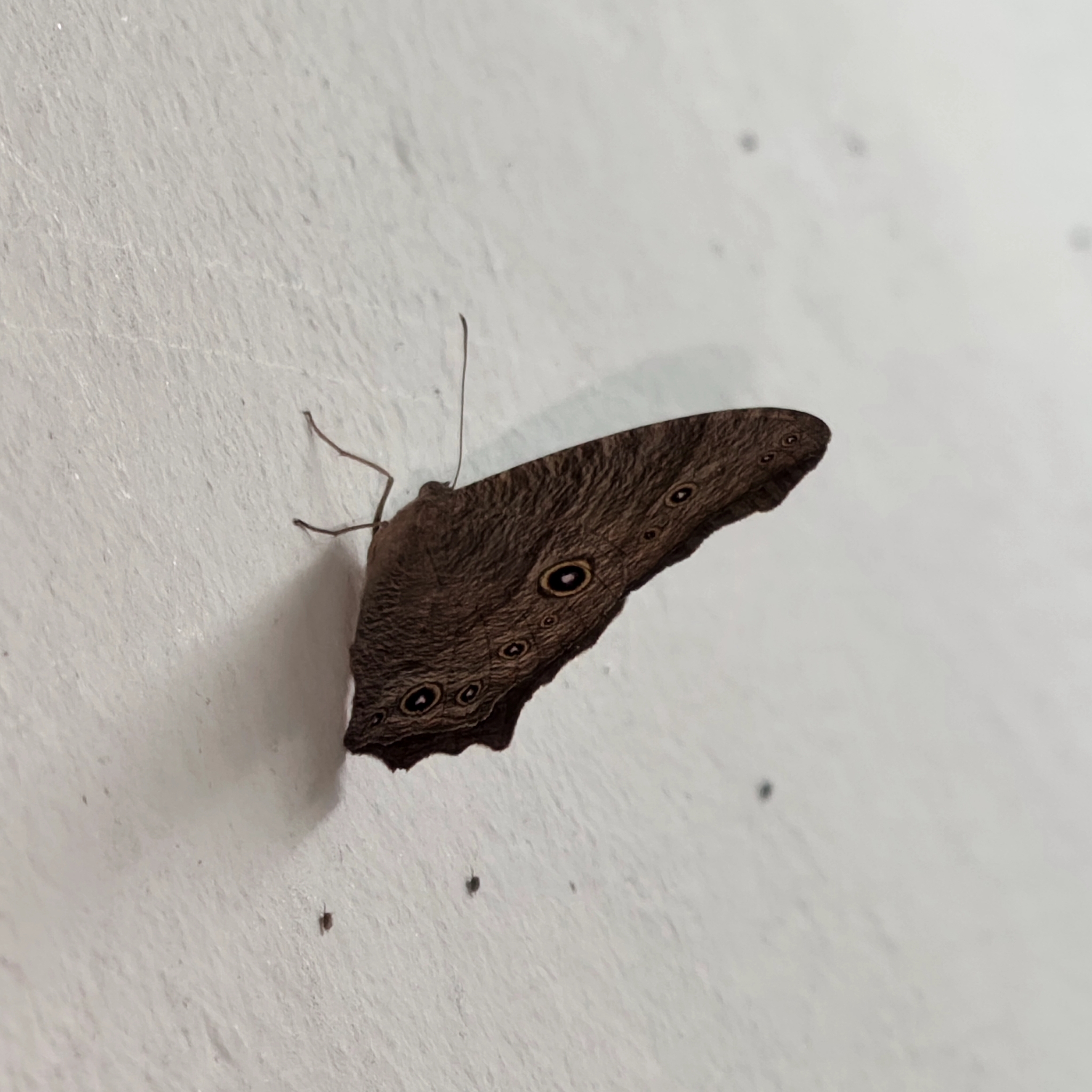 Common Evening Brown