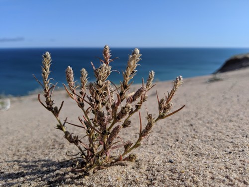 Corispermum hookeri