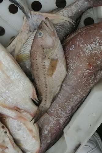Epinephelus epistictus observed 2021-01-27