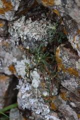 Delosperma steytlerae, photograph (c) Tony Rebelo, some rights reserved (CC BY-SA)